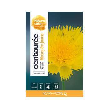 Centaurée musquée : jaune