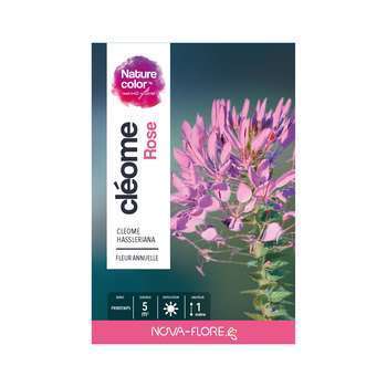 Cléome : rose