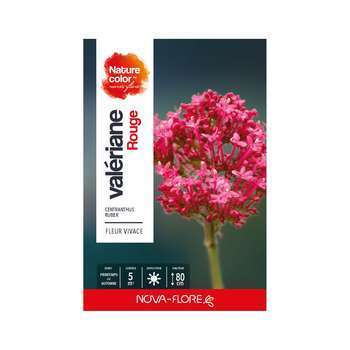 Valérianne des jardins : rouge