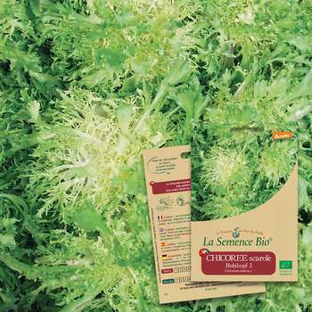 Graines potagères chicorée scarole Bubikopf 3 Bio