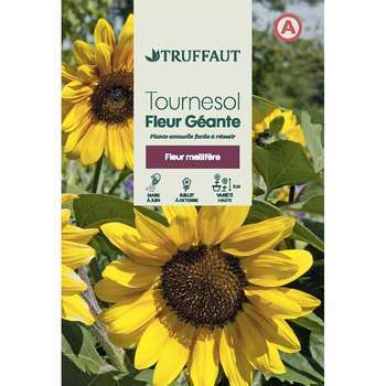 Tournesol géant