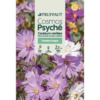 Cosmos Psyché couleur variée : en sachet