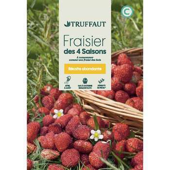 Graines de fraisier des 4 saisons supreme en sache