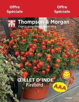 Oeillet d'Inde Firebird