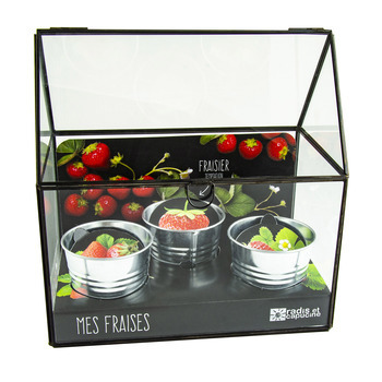 Chassis noir graines de fraisiers