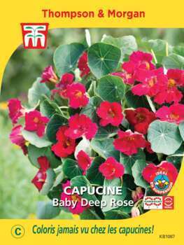Capucine baby deep rose