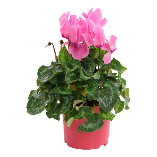 Cyclamen mini Ø 12 cm