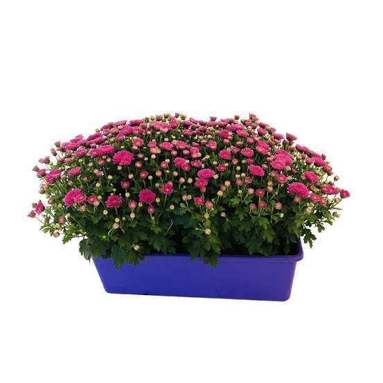 Chrysanthème pompon:unic. jardinière 40 cm