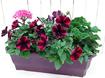JARDINIERE ESTIVALE