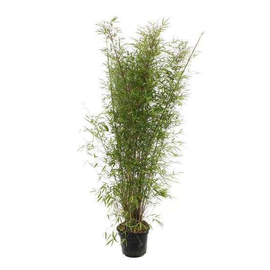 FARGESIA x Angustissima C.5L