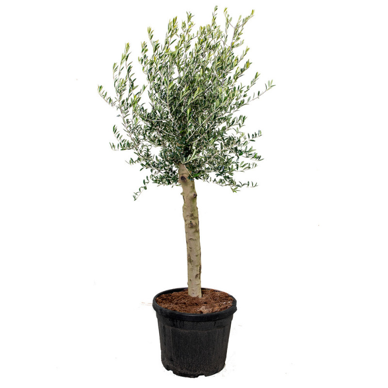 OLEA EUROPAEA DEMI TIGE 25/30 C 45-50L