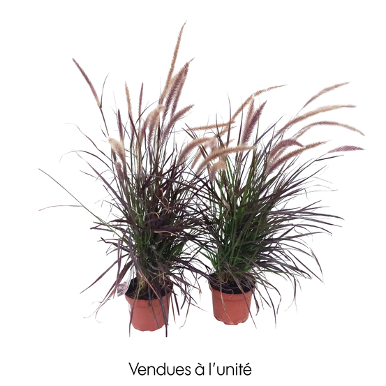 PENNISETUM ADVENA TINY TAILS P19
