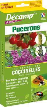 Coccinelle adalia bipunctata contre les pucerons (