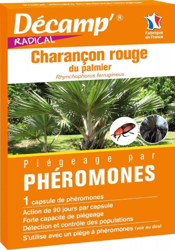 Phéromone contre le charançon du palmier