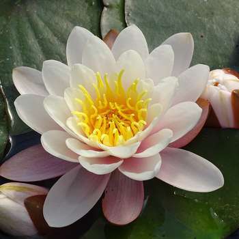 Nenuphar pot 1 L Rose