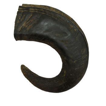 Corne de buffle 15 - 20cm