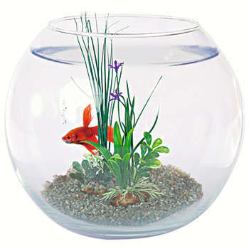 Boule aquarium en verre : équipée, D25cm