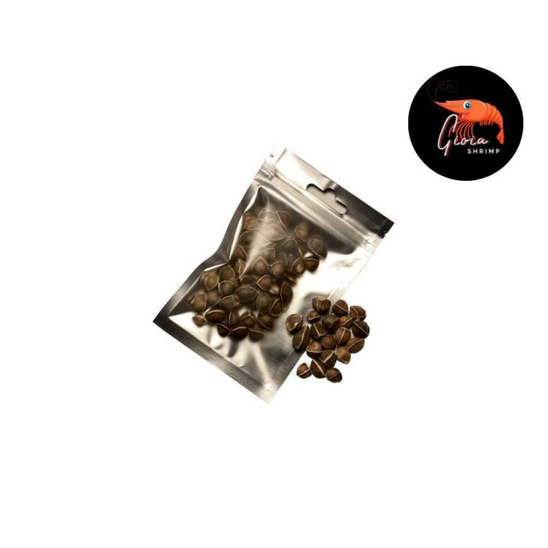 Graines de moringa pour crevettes - x50