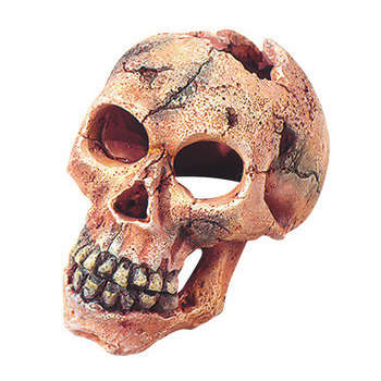 Déco d'aquarium skull S : L.11xl.7,5xh.7,5cm