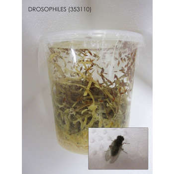 Drosophiles pour alimentation reptiles
