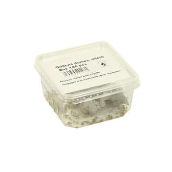Grillons alimentation reptiles, taille M, environ