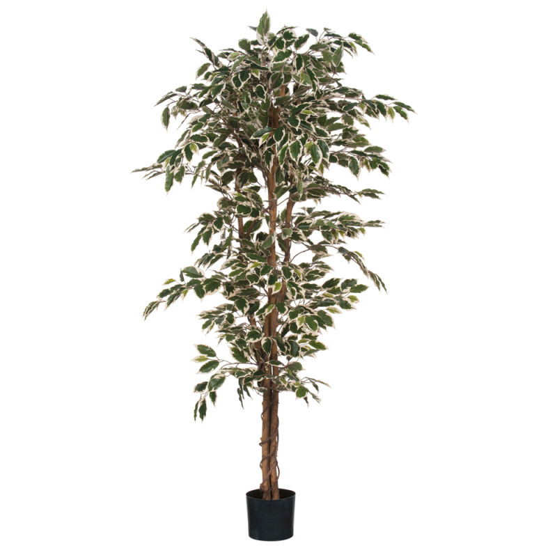 Plante artificielle en pot 'Ficus', coloris vert p