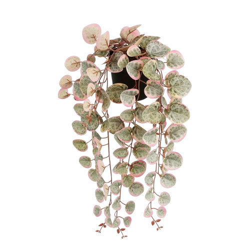 Plante artificielle retombante 'Ceropegia', colori