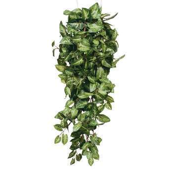 Chute de fittonia, vert L. 80 x l. 30 x H. 15 cm