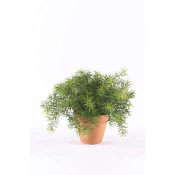 Asperge, vert H. 9 cm, dans pot