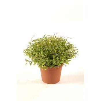 Cresson H. 13 cm, dans pot