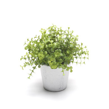 Eucalyptus, dans pot blanc Ø 10 cm