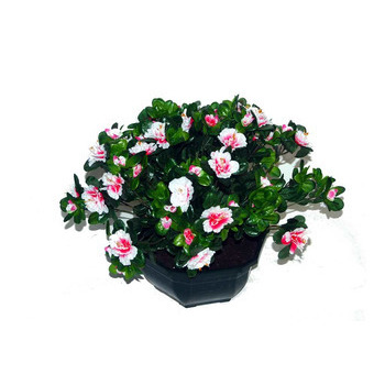 Coupe de 11 azalée rose, H37Cm - L44Cm, 3,5Kg