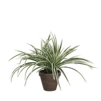 Dracaena en pot basalte Ø 11,5 cm, blanc et vert Ø