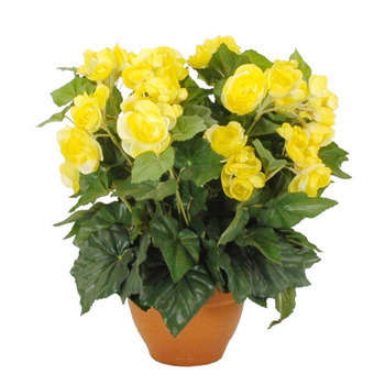 Bégonia en pot : jaune, h.37cm