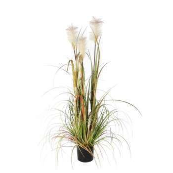 Herbe panache foxtail en pot, vert H. 120 cm