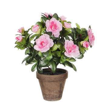 Fleur Azaléa H. 27cm violet en pot