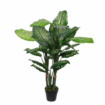 Dieffenbachia articiel, en pot H120cm