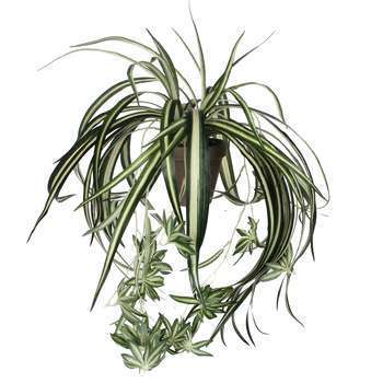 Plante artificielle : Pot chlorophytum D. 45 cm