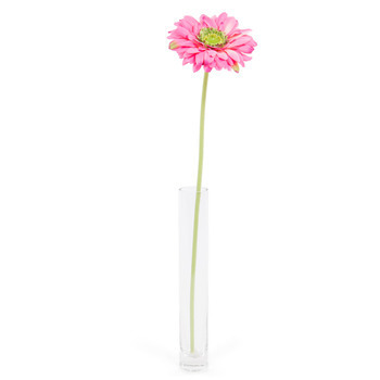 Gerbera Fuschia