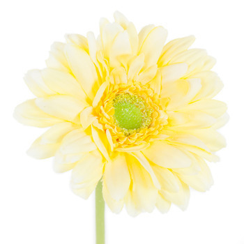 Gerbera Jaune