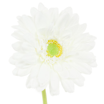 Gerbera Blanc