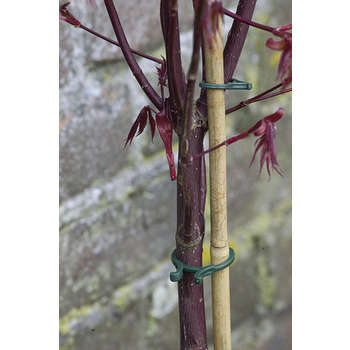 Assortiment d'anneaux pour soutenir les plantes