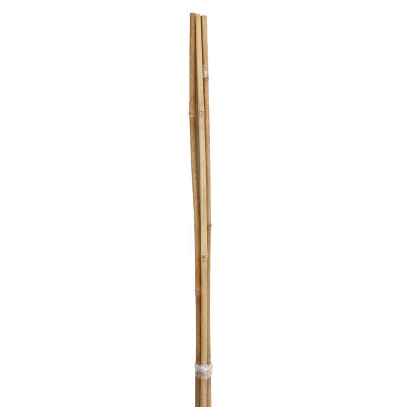 Lot de 3 tuteurs bambou Diam. 12/14 mm H 150 cm