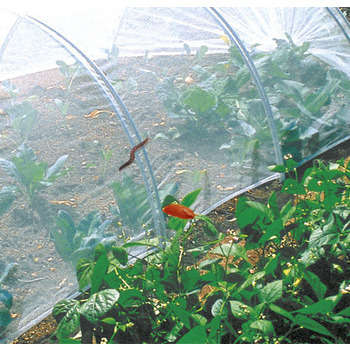 Filet anti insectes Bio control Transparent 2,20X5