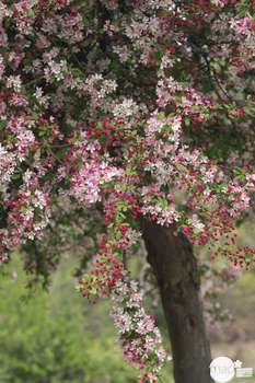 Figurines de Noël : L'ensemble de 2 bancs en résin