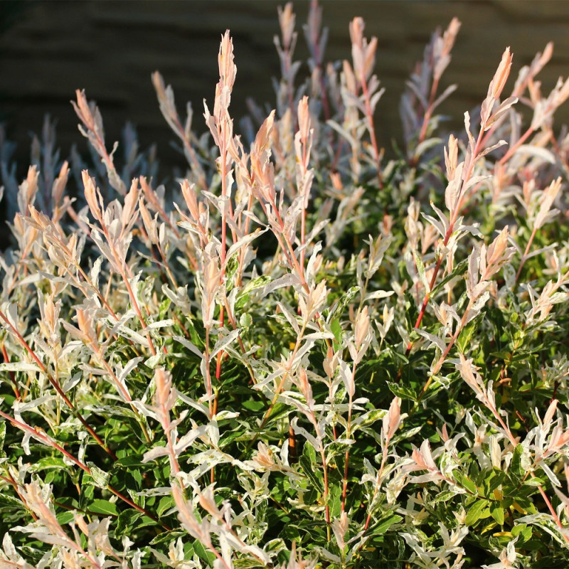 SALIX Integra  Hakuro Nishiki  C10 1/2 TIGE